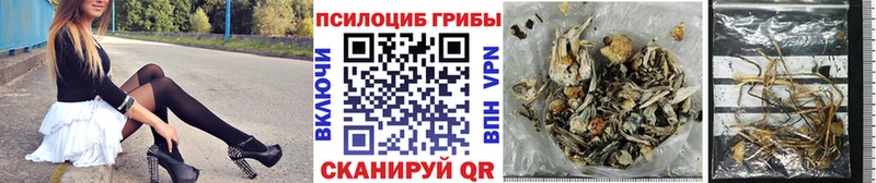 Галлюциногенные грибы Psilocybe  KRAKEN зеркало  Аткарск 